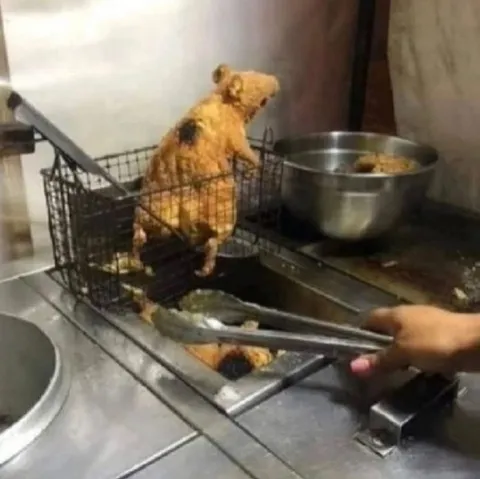 Медвежонок в фритюре