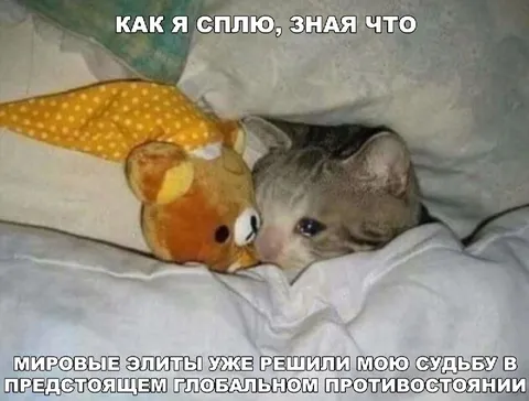 Кот знает о мировом заговоре