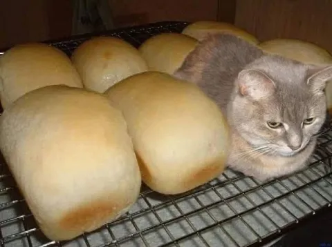Кот среди булочек