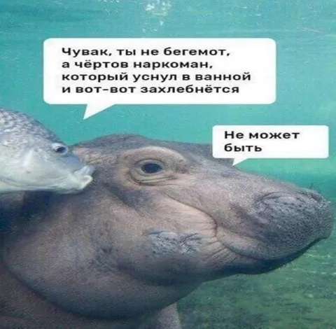 Бегемот уснул в ванной