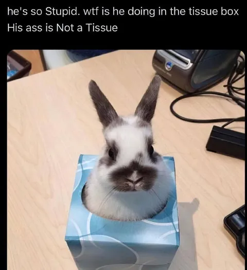 Rabbit In The Tissue Box