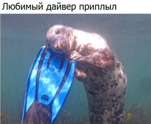 Любимый дайвер приплыл