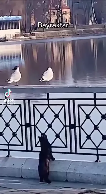 Кіт полює на Bayraktar