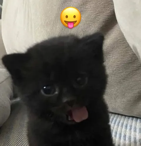 Котёнок показывает язык