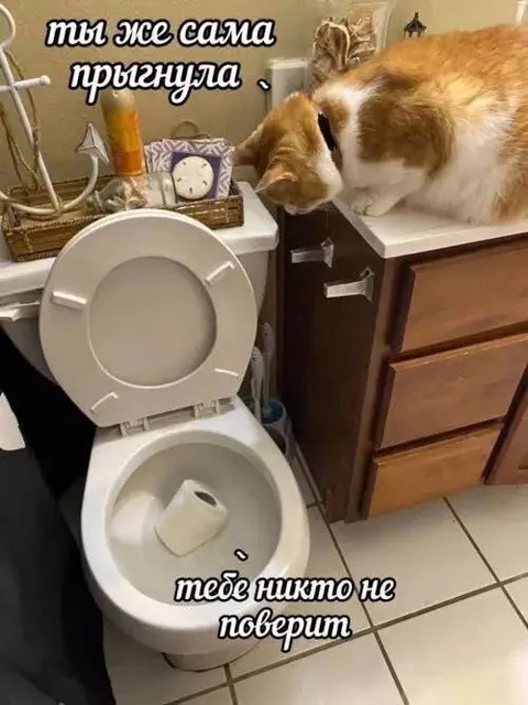 Кошка прыгнула в туалет