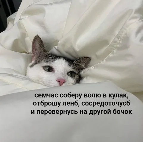 Кот собирается перевернуться