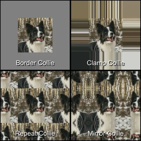 Border Collie Effects