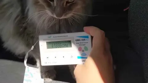 Cat With a Nuclear Radiation Reading