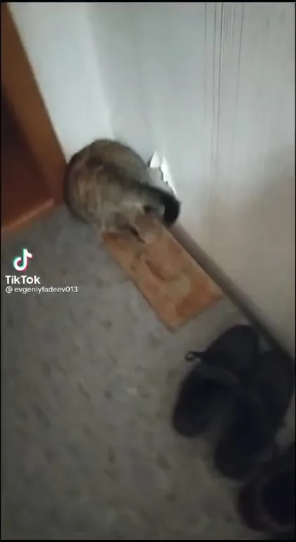 Кот пролезает сквозь стену
