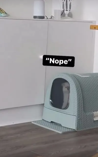 Cat Figures Out the Cat House