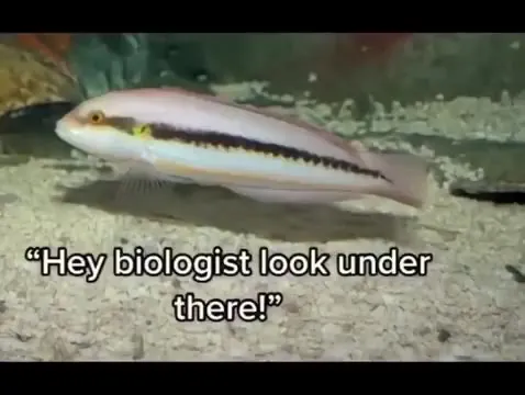 Slippery Dick Underwear Joke