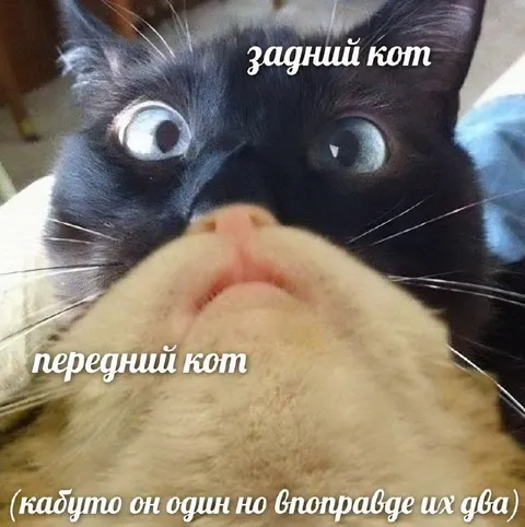 Задний и передний кот