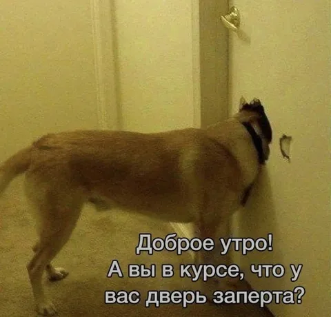 Собака у запертой двери