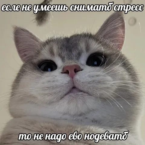 Кот не умеет снимать стресс