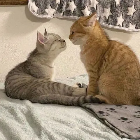 Котята смотрят друг на друга