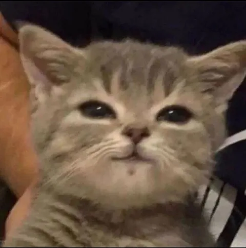 Милый котёнок с серьёзным лицом