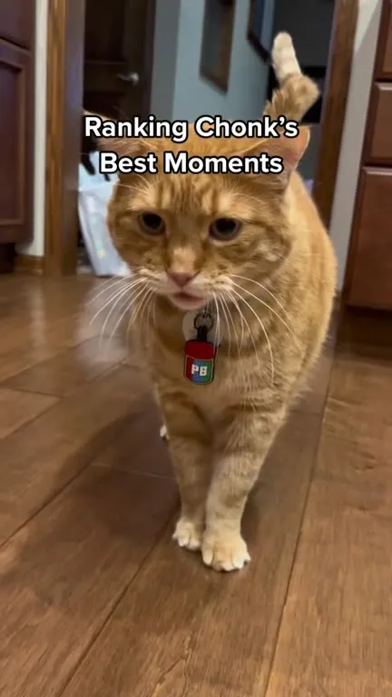 Ranking Chonk’s Best Cat Moments
