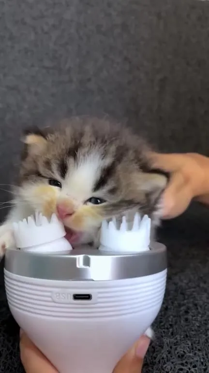 Котята и массажёр для головы