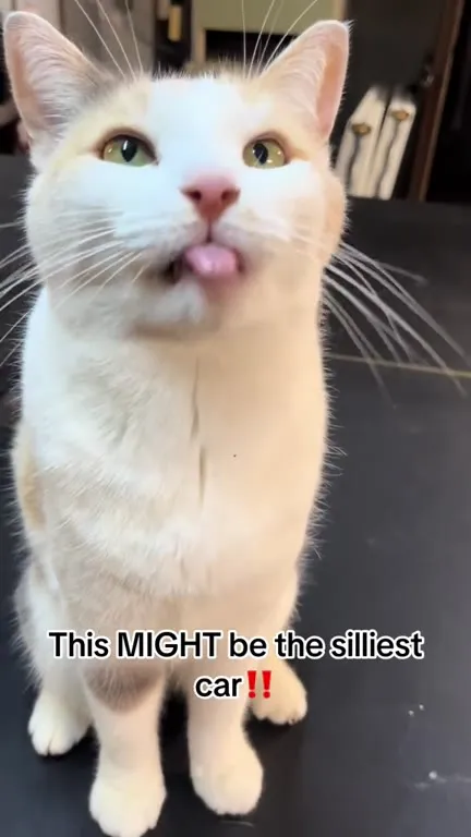 The Silliest Cat Ever