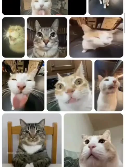 Silly Cats Become DAMN Bird