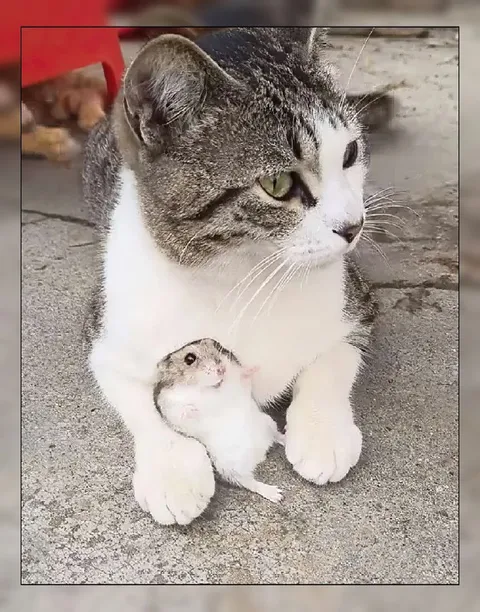 Кот защищает мышонка