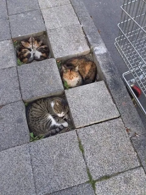 Коты вместо тротуарной плитки