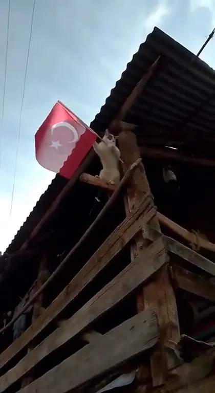 Кот не хочет держать флаг