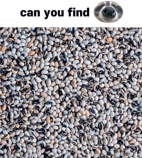 Can You Find the Seal