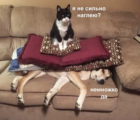 Кот нагло устроился на собаке