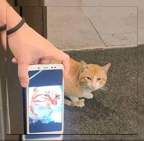 Кот и его экранное отражение