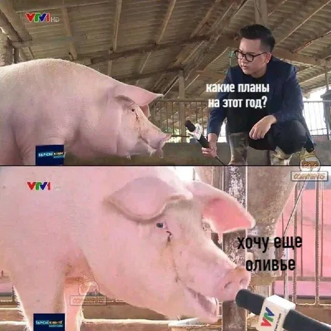 Свинья хочет ещё оливье