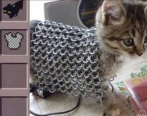 Котёнок в кольчуге