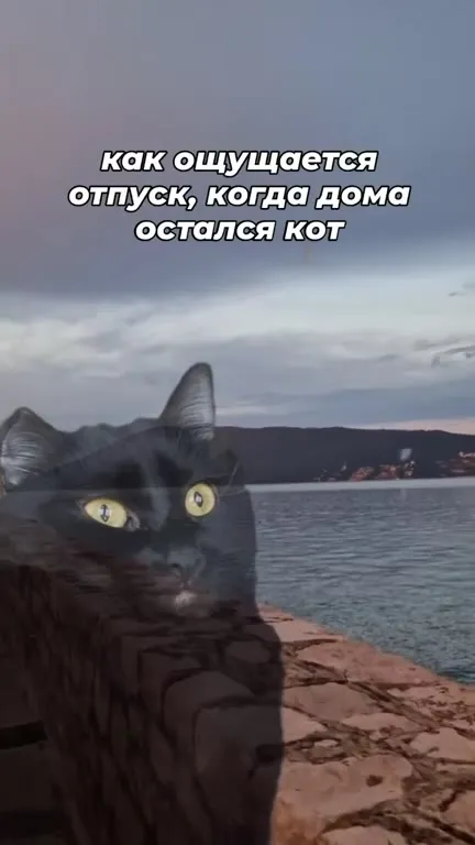 Отпуск без кота