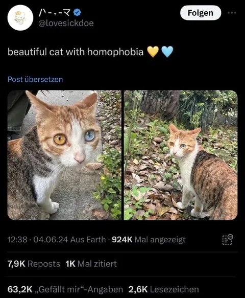 Beautiful Cat With Homophobia