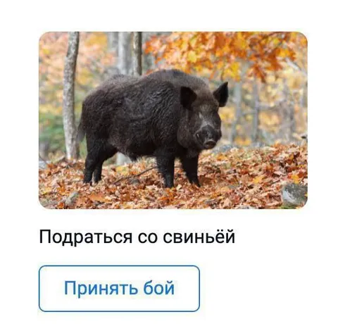 Принять бой со свиньёй