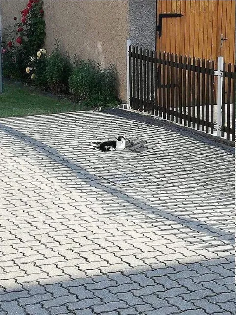 Крошечный кот на дороге