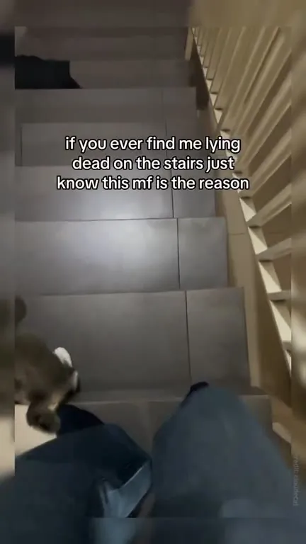 Cat Blocks the Stairs