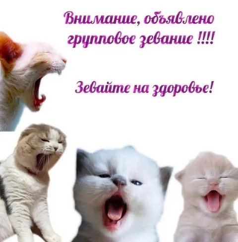 Групповое зевание котят
