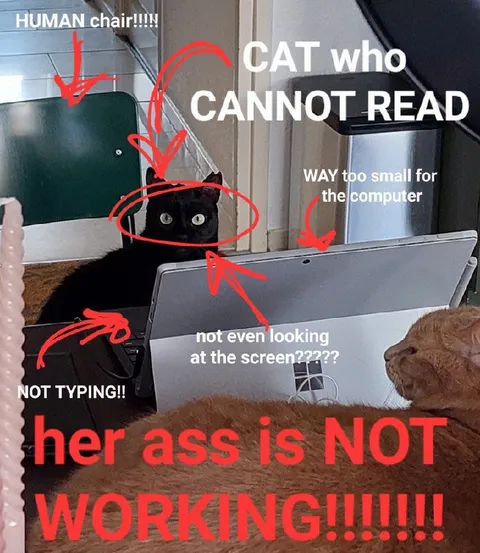 Cat Is Not Working