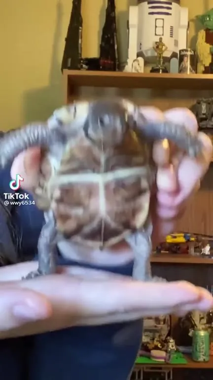 Танцующая черепаха под Vengaboys