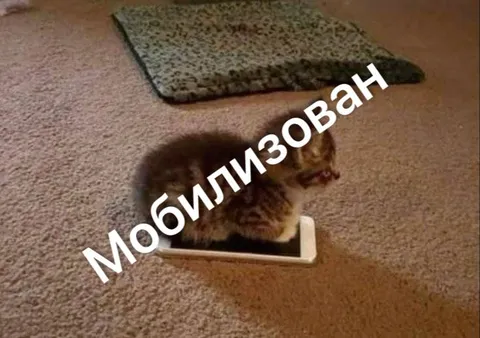 Мобилизованный кот в рамке