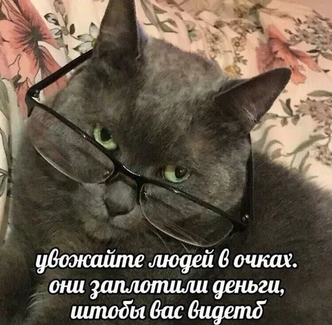 Кот в очках требует уважения