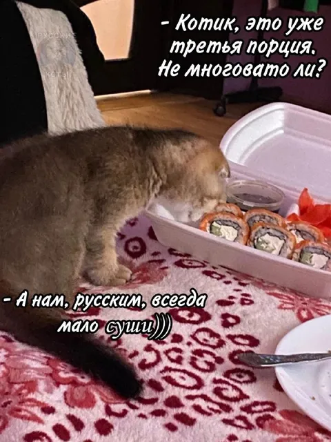 Котик просит третью порцию суши