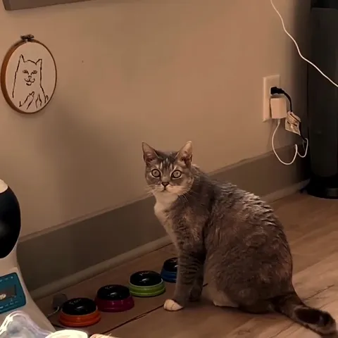 Cat Presses Talking Buttons
