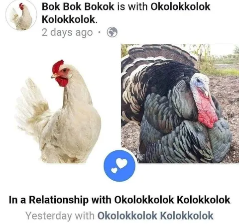 Chicken Turkey Relationship Status