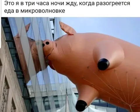 Свинья ждёт еду ночью