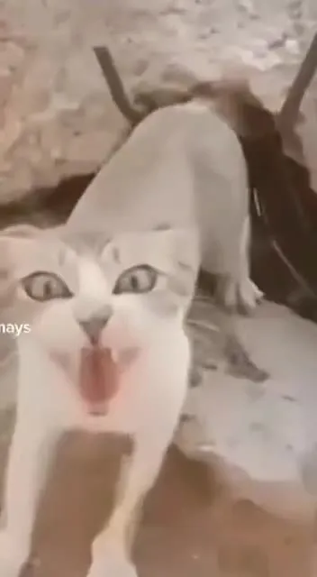 Кот, который блеет как коза