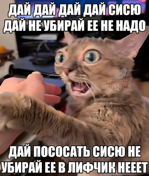Кот просит не убирать грудь