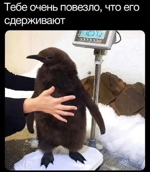 Пингвина сдерживают
