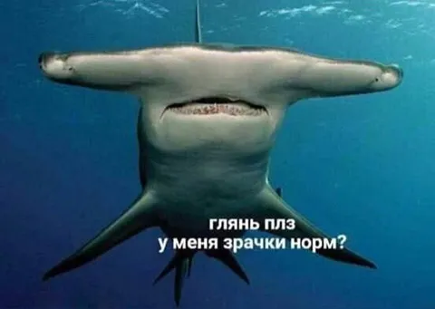 Акула спрашивает про зрачки